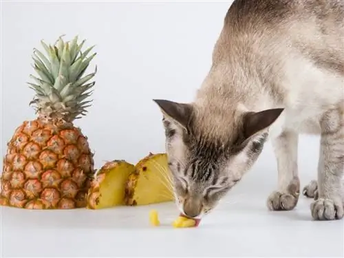 Кот и ананас.