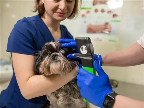 Хирургия глаукомы у собак