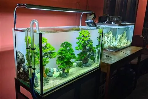 Мой аквариум теряет воду: с чем это связано?