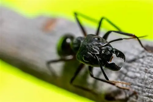 Большой муравей Camponotus. Большой муравей Camponotus.