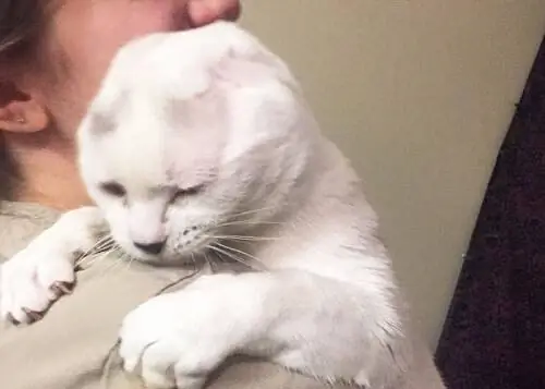 глухой кот