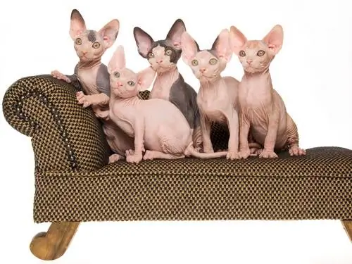 Кошка-сфинкс - лысая кошка. Кошка-сфинкс - лысая кошка.