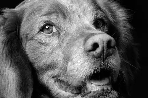 Refugiadogs, портал организаций по защите животных Refugiadogs, портал организаций по защите животных
