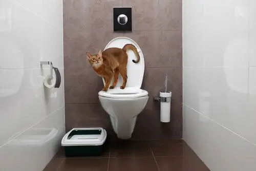 недержание мочи у кошек недержание мочи у кошек