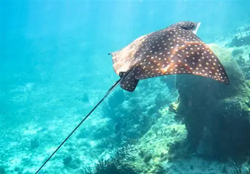 Морские жала манта Морские жала манта