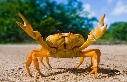 15 хладнокровных животных