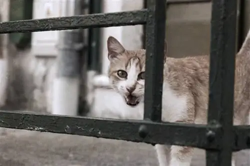 Кошка мяукает у металлической двери.