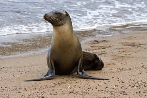 Галапагосский морской лев (Arctocephalus galapagoensis)