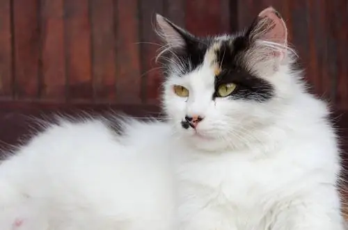 кот кот