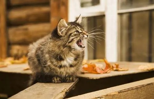 кошка много мяукает кошка много мяукает