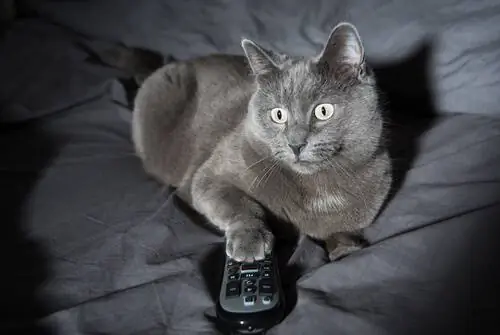 4 причины ночного поведения кошек