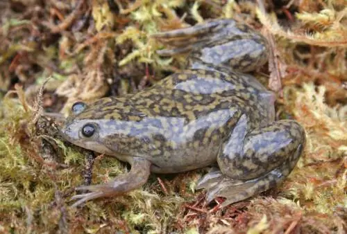 Xenopus: род плотоядных лягушек