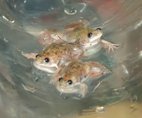 Лягушки Xenopus