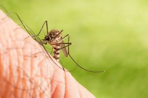 Aedes albopictus Aedes albopictus