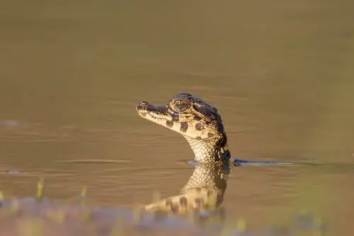 Детеныш черного аллигатора в воде Детеныш черного аллигатора в воде