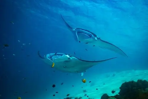 скаты в море скаты в море