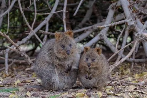 Пара Setonix brachyurus