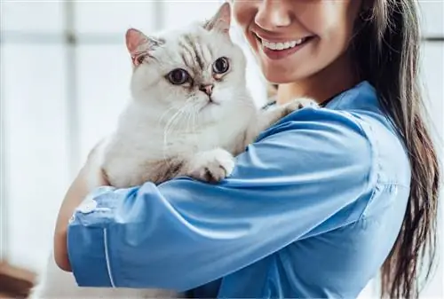 Кошка у ветеринара по поводу кошачьей лейкемии. Кошка у ветеринара по поводу кошачьей лейкемии.