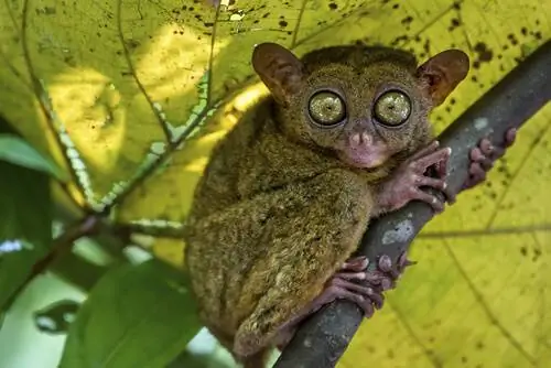 10 самых любопытных животных в мире 10 самых любопытных животных в мире