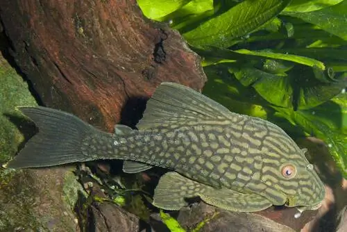 Panacque nigronileatus Panacque nigronileatus
