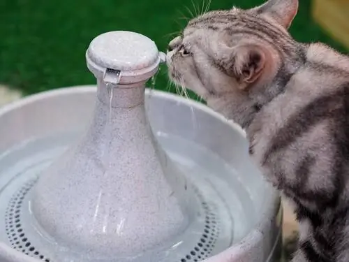 Почему моя кошка не пьет воду?