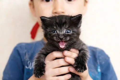 Кошачье мурлыканье: что это значит