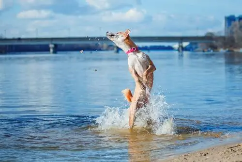 Собака прыгает в воду Собака прыгает в воду