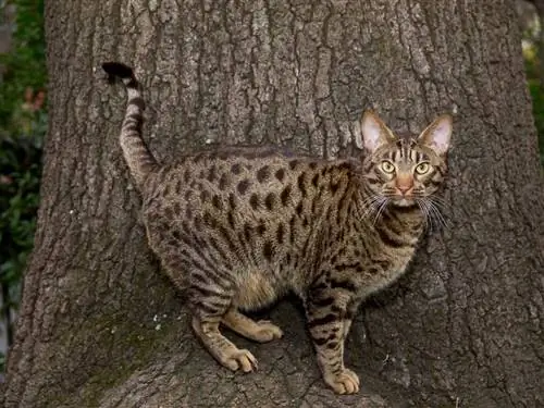 Одна из полосатых кошек.