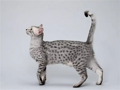 Кошка египетская мау.