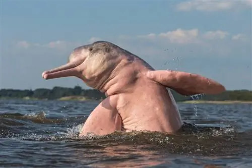 Розовый дельфин выходит из воды.