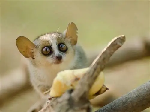 10 самых маленьких млекопитающих в мире