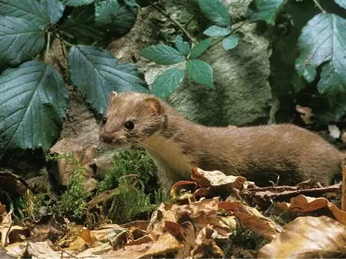 Одно из самых маленьких млекопитающих в мире.