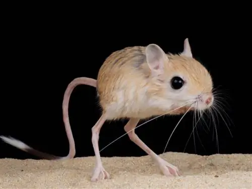 Одно из самых маленьких млекопитающих в мире.