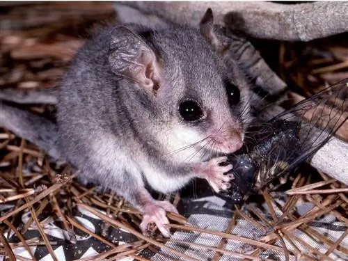 Одно из самых маленьких животных в мире.