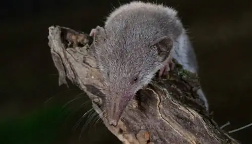 Землеройка на палке.