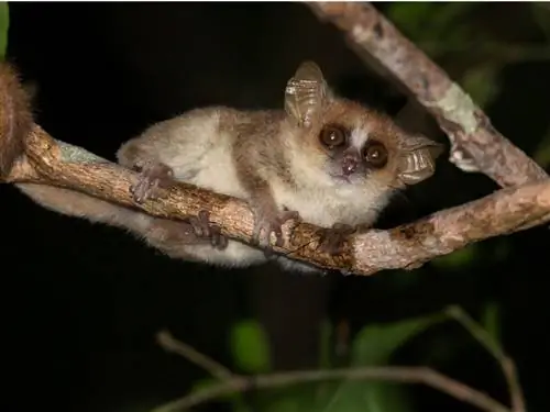 Одно из самых маленьких млекопитающих в мире.