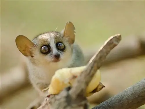 10 самых маленьких млекопитающих в мире