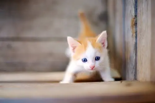 кот на улице играет кот на улице играет