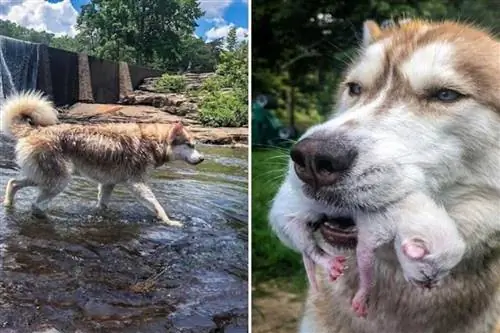 Служебная собака, обученная помогать людям, спасла брошенных в лесу котят Служебная собака, обученная помогать людям, спасла брошенных в лесу котят