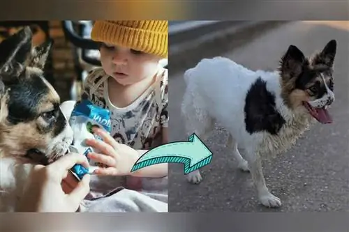 Бонни спасла любящая семья Бонни спасла любящая семья