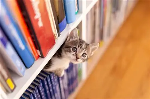 Кот играет между полками.