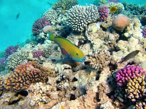 Кораллы и микроскопические водоросли