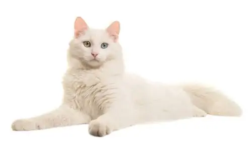 уход за кошкой альбиносом