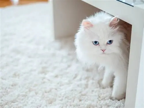 Кот-альбинос под столом.
