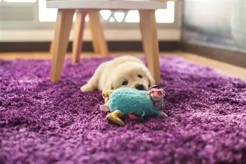 щенок играет на ковре щенок играет на ковре