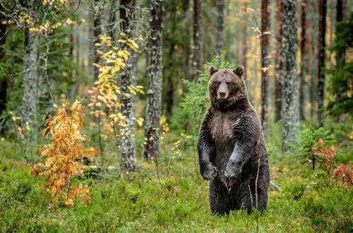 Медведь - одно из самых символичных животных Испании. Медведь - одно из самых символичных животных Испании.