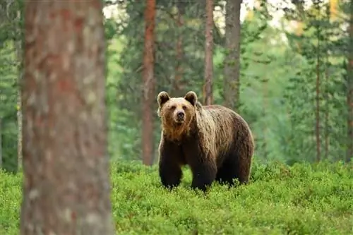 9 курьёзов бурых медведей