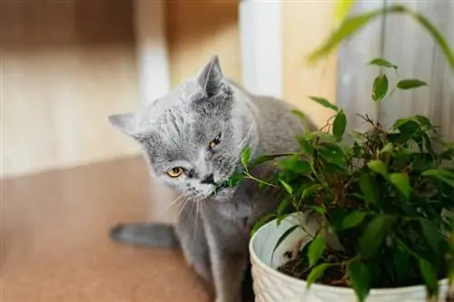 15 опасных цветов для кошек 15 опасных цветов для кошек