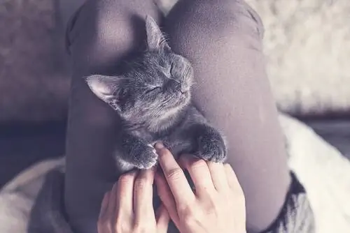 взять кошку или кошку взять кошку или кошку