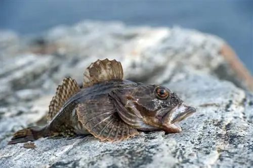 Жуткий черный морской дьявол Жуткий черный морской дьявол